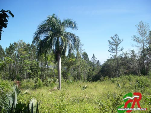Se_Vende_Estancia_La_Guama